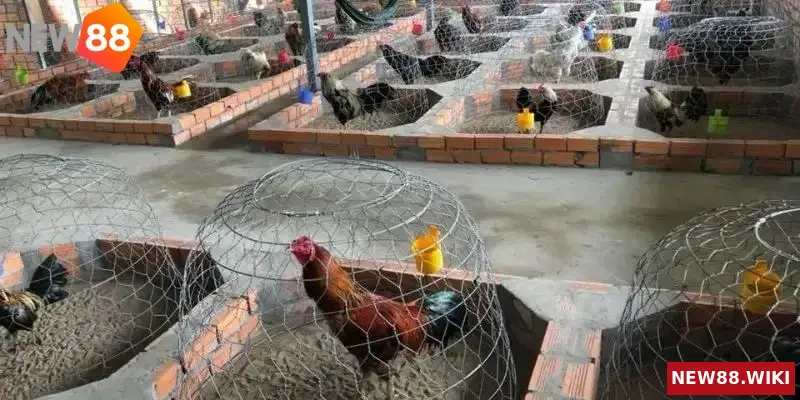 Các Trại Gà Đá Uy Tín Nhất Hiện Nay Đảm Bảo Chất Lượng