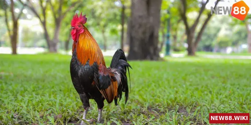 Cách Xem Mặt Gà Đá Chi Tiết - Bí Quyết Chiến Thắng