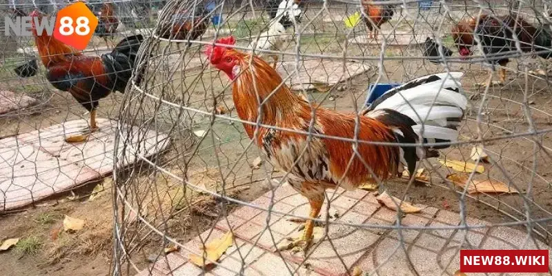 Điểm danh một số trại gà đá nổi tiếng nhiều gà tại Việt Nam
