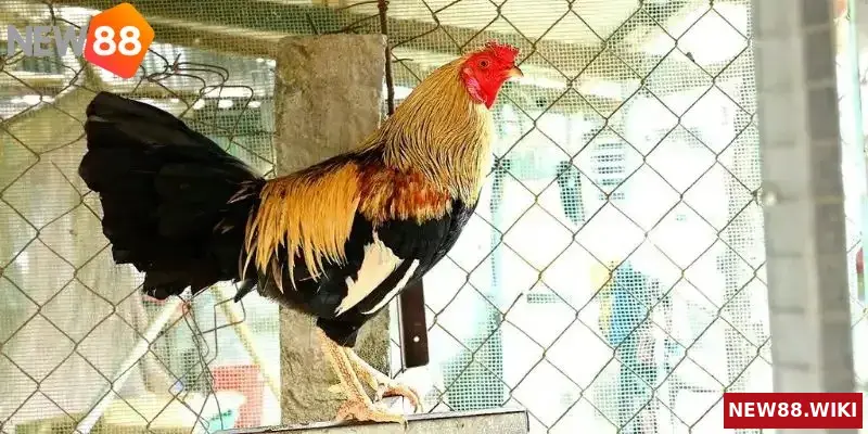 Các trại gà uy tín nhiều gà đẹp nhất hiện nay
