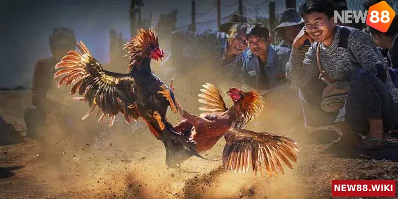 Ý nghĩa của việc xem mặt gà đá