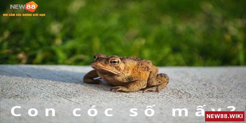 Ý nghĩa con cóc số mấy?