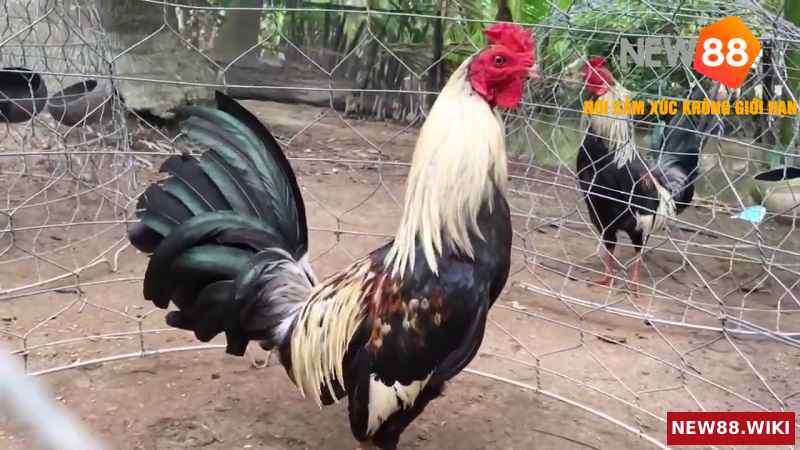 Chăm sóc gà chuối một cách toàn diện
