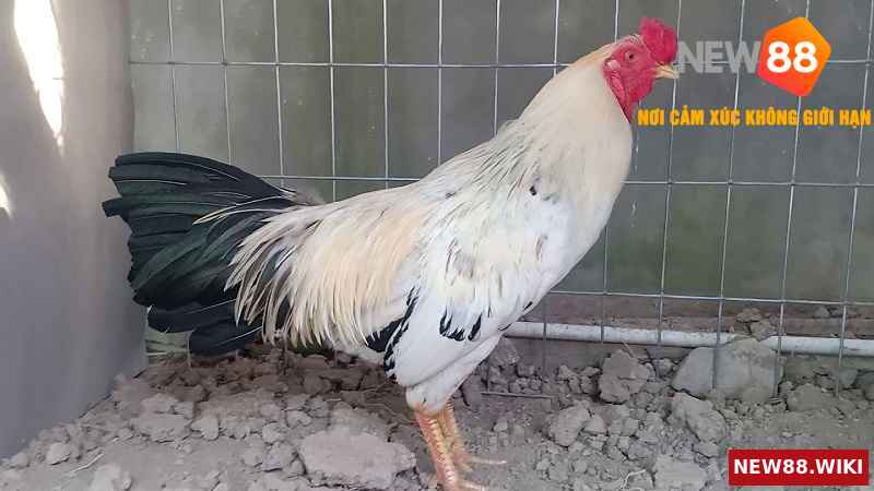 Giới Thiệu Đôi Nét Về Gà Chuối