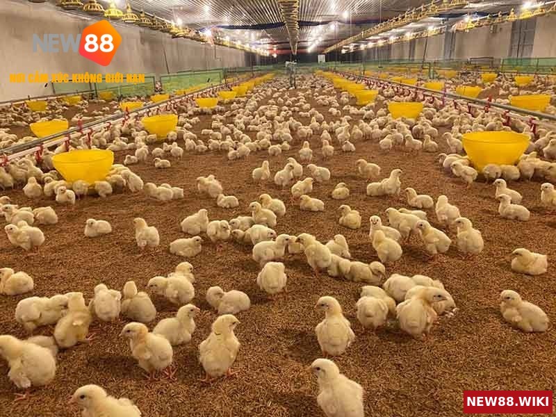 Cách phòng tránh bệnh cho gà con hiệu quả