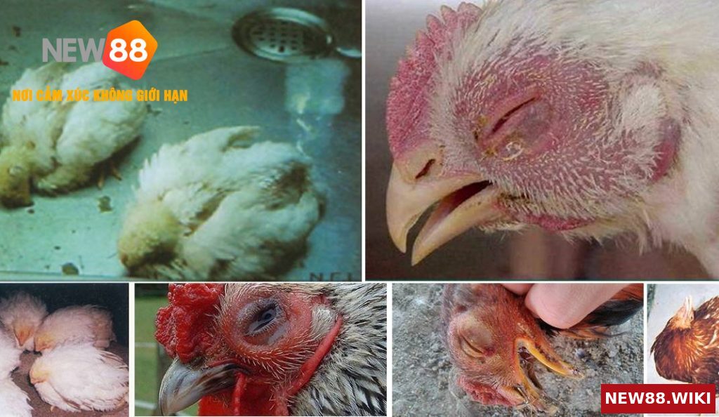 Một số bệnh phổ biến hay gặp ở gà con